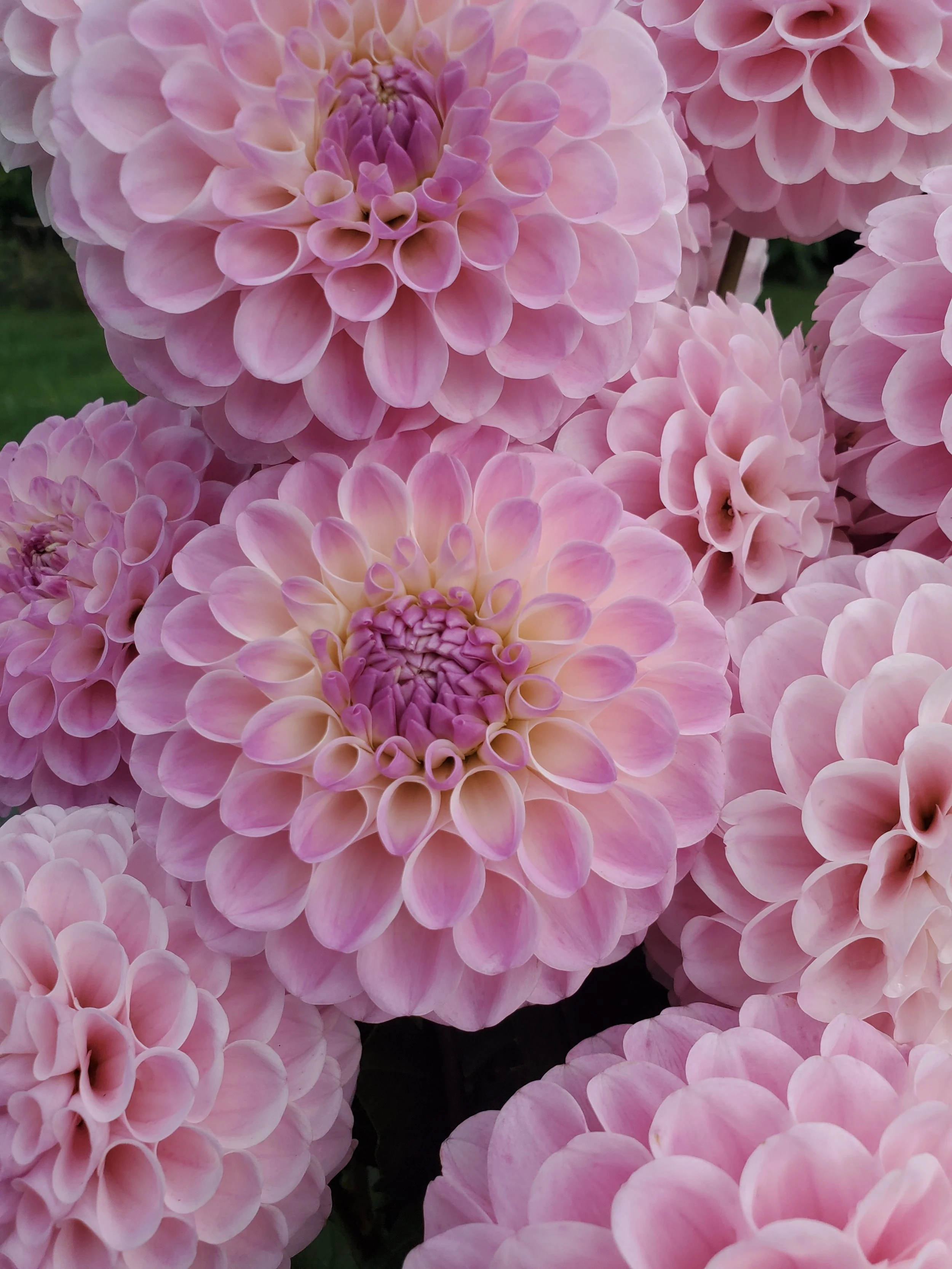 リリーズ LILIES Daisy あの空を守りたい リリーズ LILIES Daisy あの空を守りたい